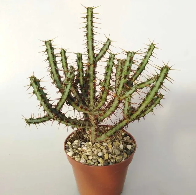 The Natural World Euphorbia aeruginosa vetplant mini