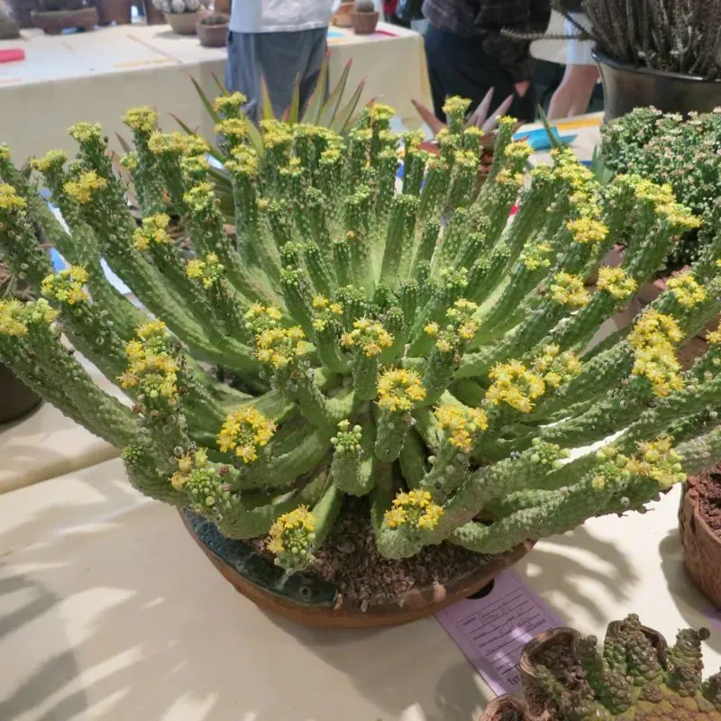 The Natural World Euphorbia inermis vetplant in kwekpot