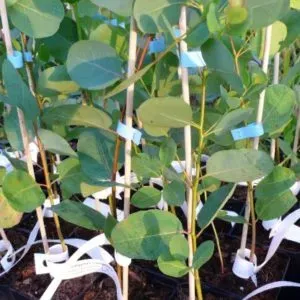 The Natural World Eucalyptus camphora eucalyptus P11 geur