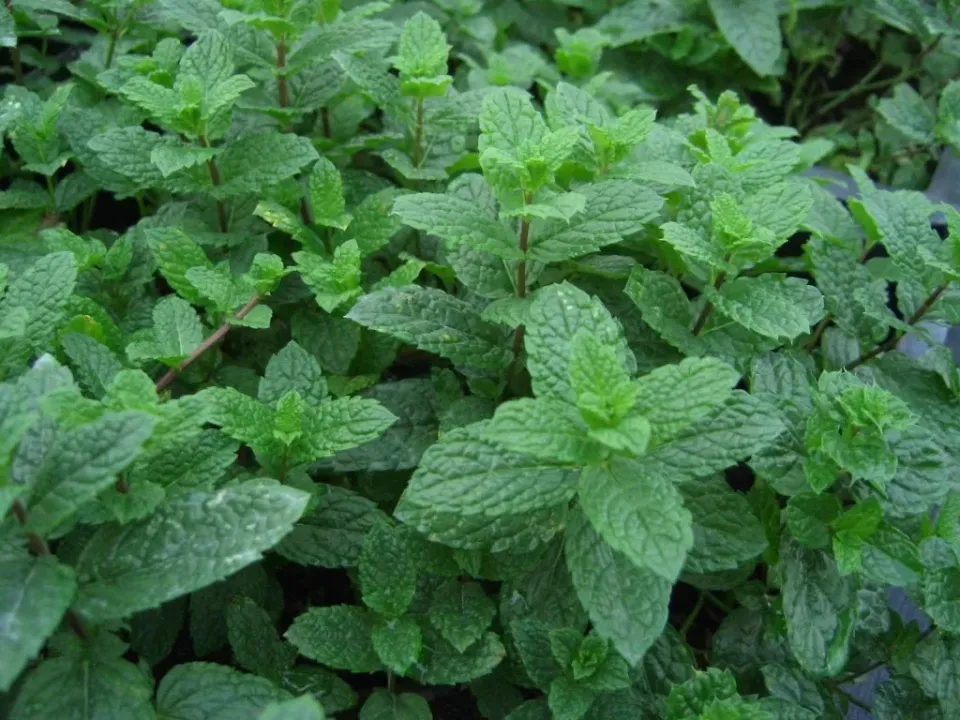 The Natural World Mentha spicata Marrocan muntplant eetbaar