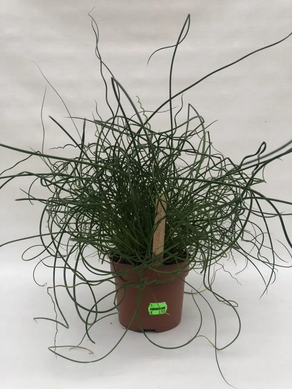 Tuincentrum Heerdink Pellaea dubbeltjesvaren kamerplant