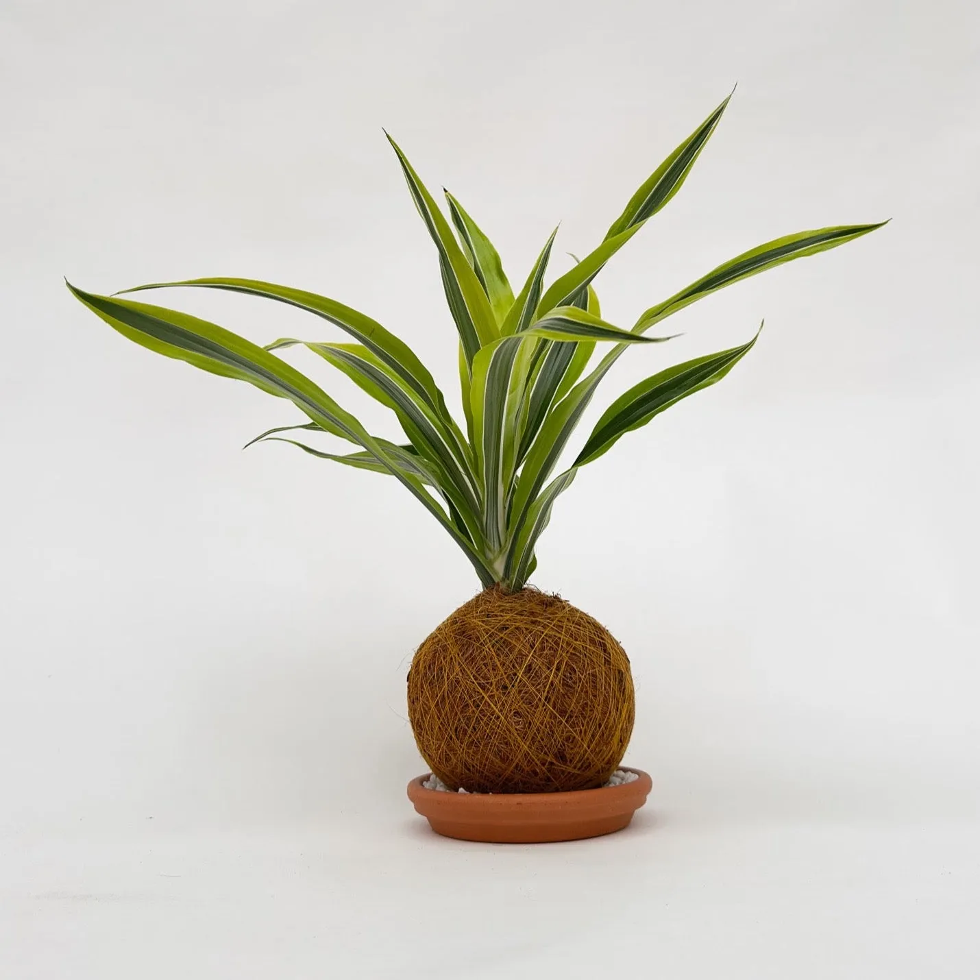 House of Koko Lemon Lime kokedama zonder schaaltje