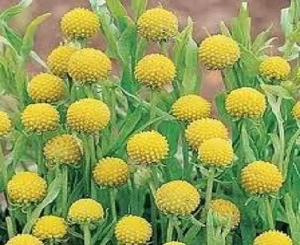 The Natural World Cephalophora aromatica plant