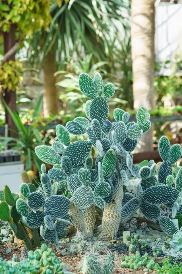The Natural World Opuntia microdasys albispina cactus