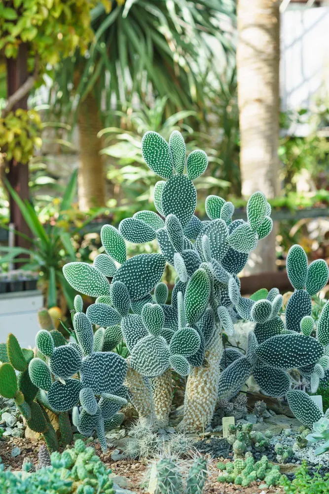 The Natural World Opuntia microdasys albispina cactus