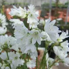 The Natural World Allium zebdanense sierui P9 wit