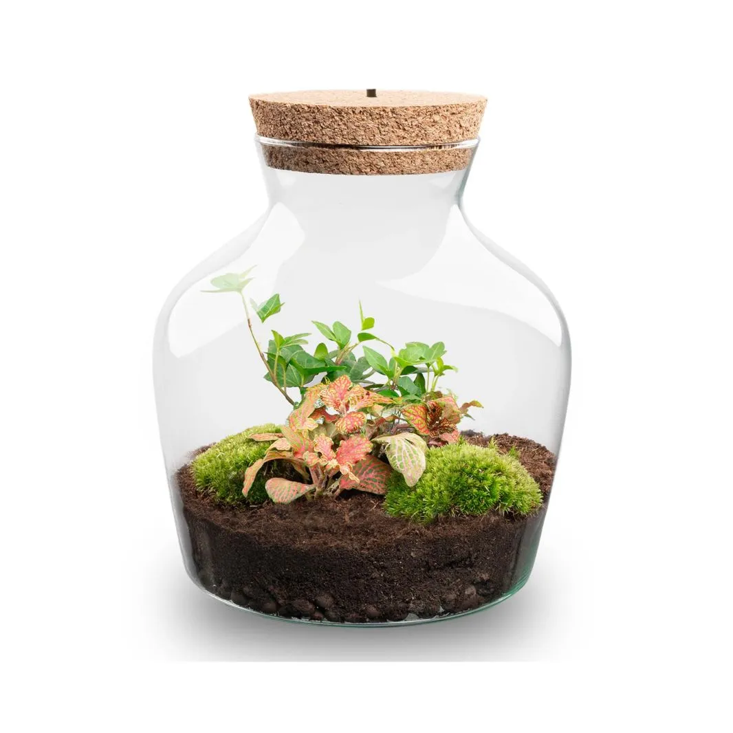 Little Joe Hedera Fittonia Ruby Lime terrarium met licht 20 cm