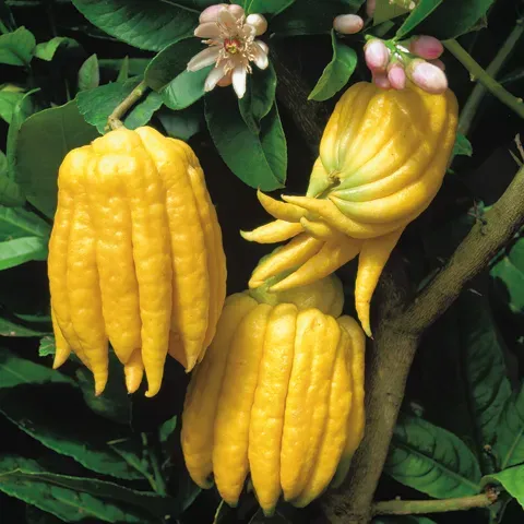 The Natural World Citrus medica var sarcodactylis plant geurend