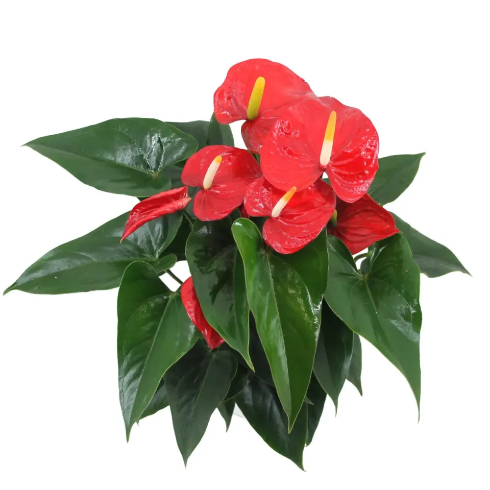 XL-Bloom YoungPlants XL.118 jonge plant Red P6