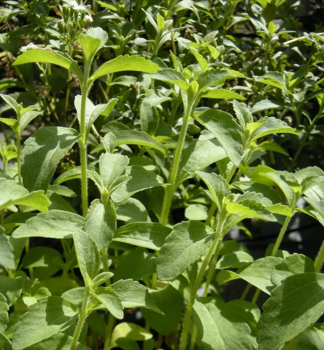 The Natural World Stevia rebaudiana plant P9 zoet