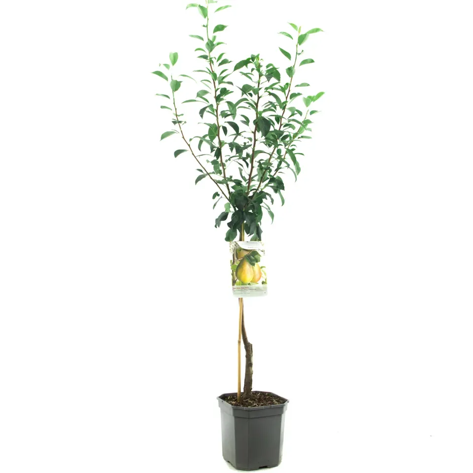 Tuincentrum Heerdink Pyrus Clapp's Favourite perenboom handpeer