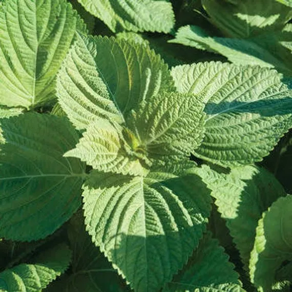 The Natural World Perilla frutescens plant P9 shiso