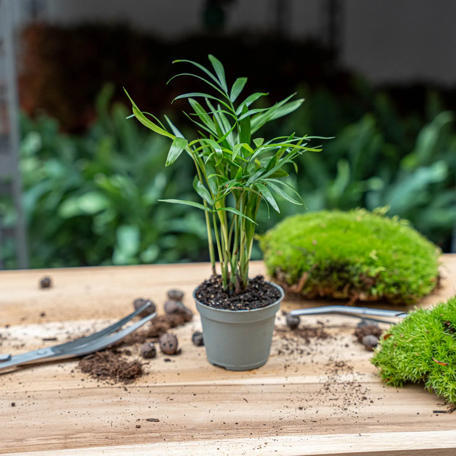 Urbanjungl Bergpalm Chamaedorea elegans baby plant 6 cm