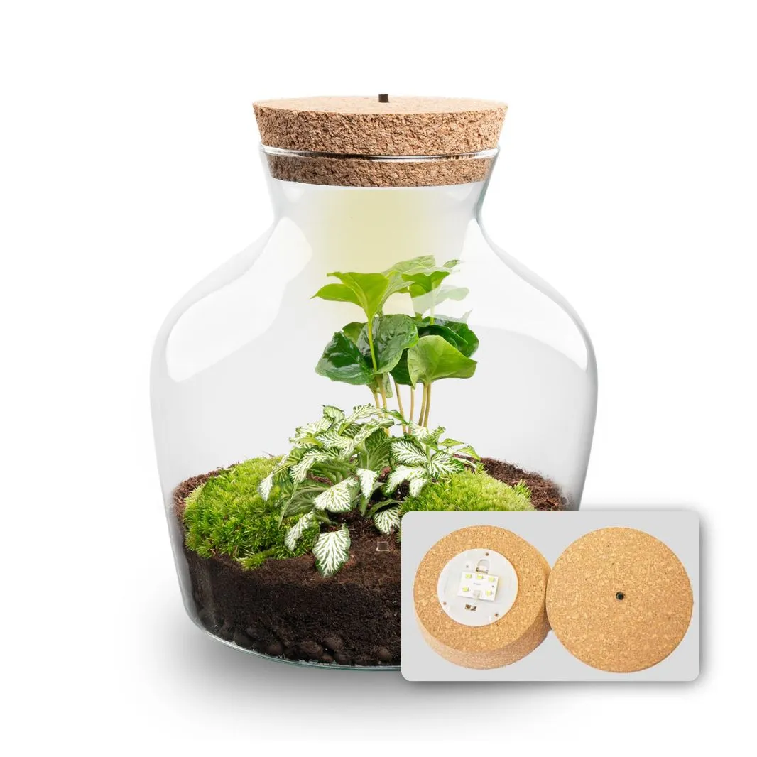 Urbanjungl Little Joe terrarium DIY kit met licht Ø 20 cm