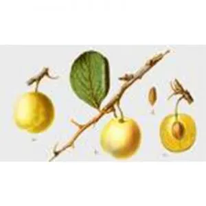 Prunus domestica Dubbele Boerenwitte pruimenboom wit