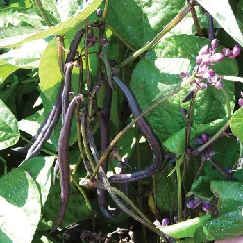 The Natural World Kouseband Purple Pod plant eetbaar