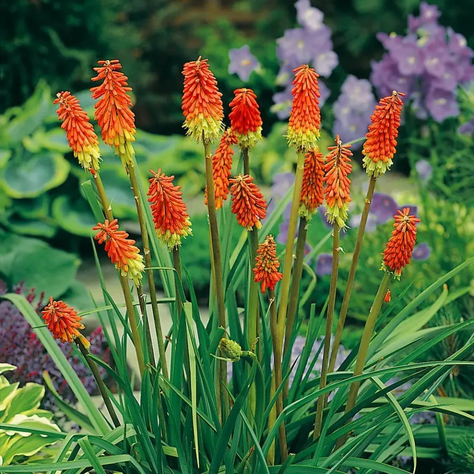 The Natural World Kniphofia uvaria fakkellelie P9