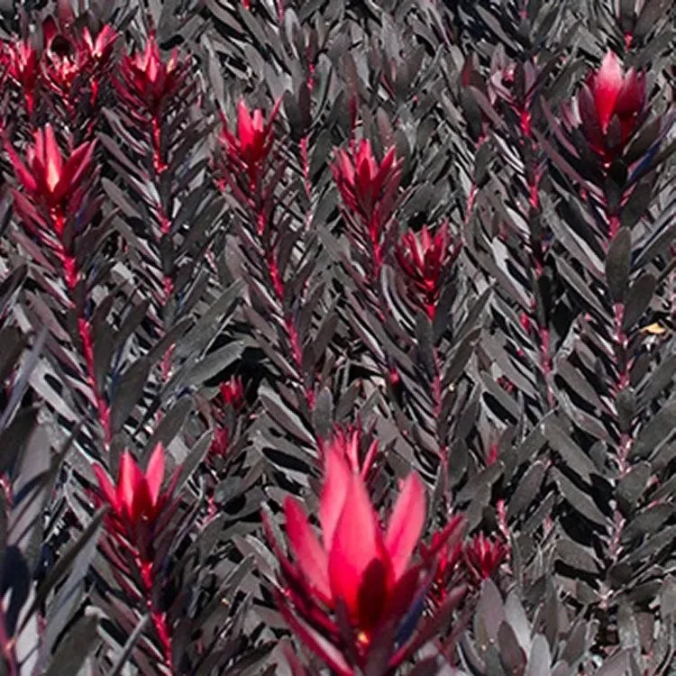 The Natural World Leucadendron Burgundy Sunset struik rood