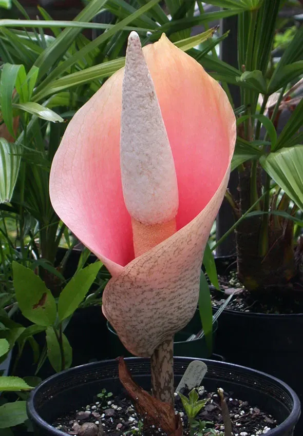 The Natural World Amorphophallus bulbifer bol knol