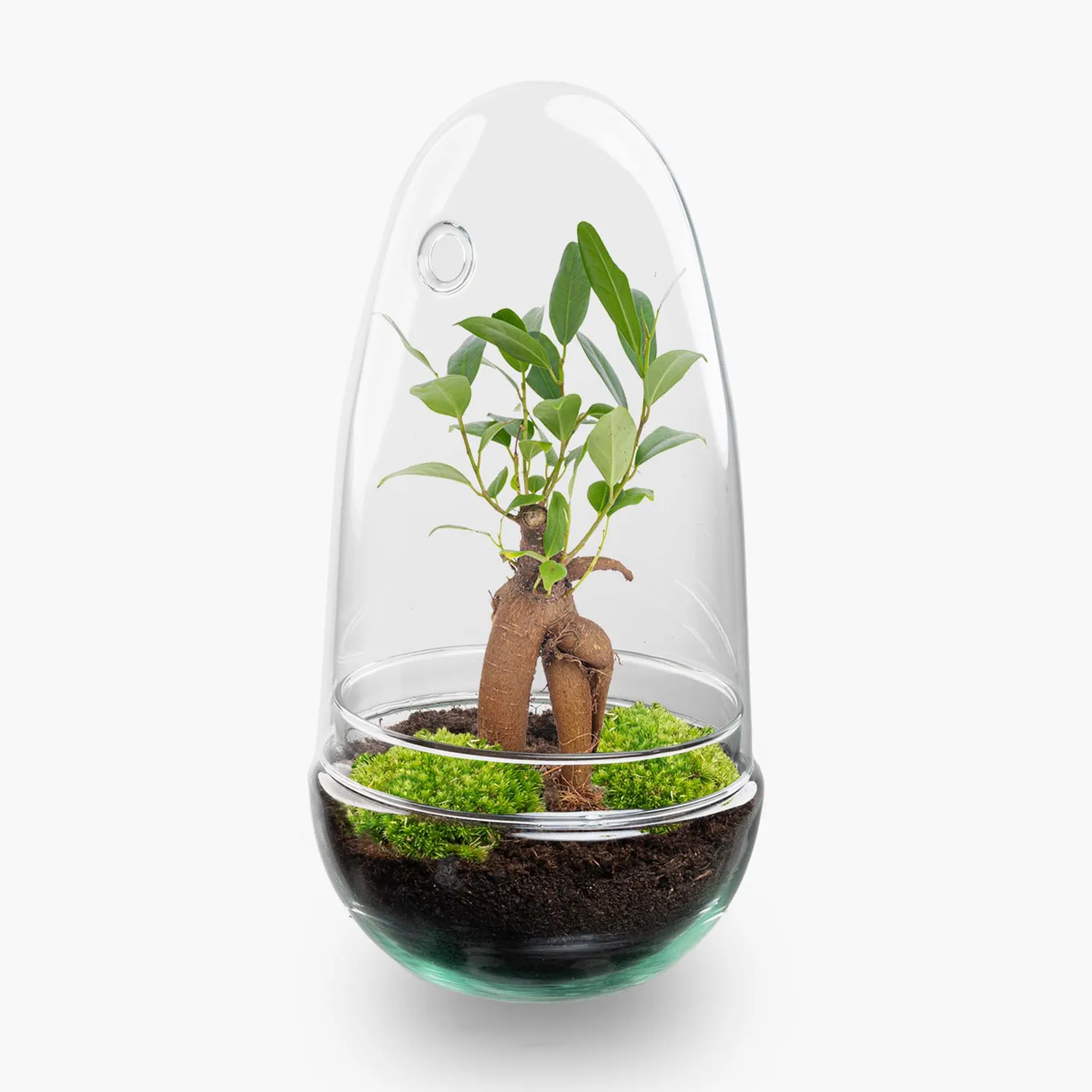 Urbanjungl Egg Bonsai terrarium DIY-kit Ø 12 cm