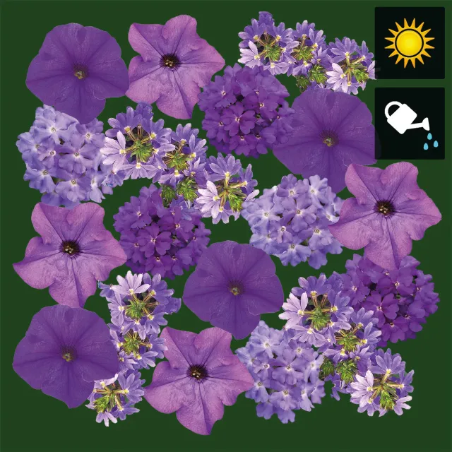 Huyskweker Gameren Amethist V60 aardbeiplant 6 cm pot zoet