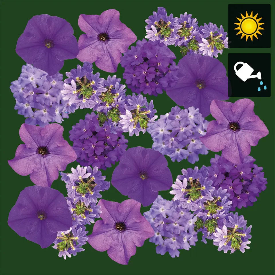 Huyskweker Gameren Amethist V60 aardbeiplant 6 cm pot zoet
