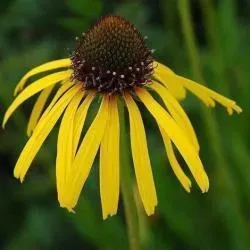 The Natural World Echinacea paradoxa plant P9 geelbloeiend