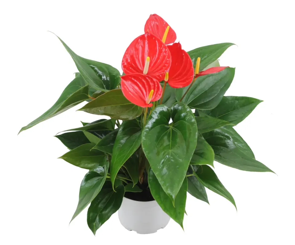 XL-Bloom 22 Melanie Red jonge plant stekje compact