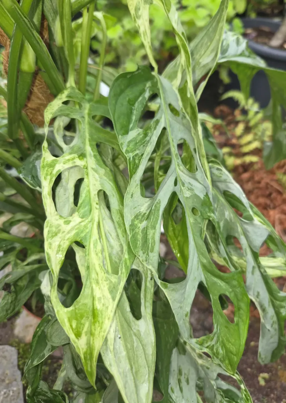 The Natural World Monstera Indonesian Marble plant bont