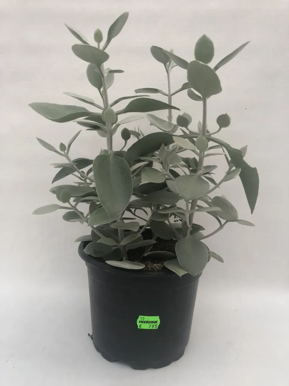 Kalanchoe hildebrandtii vetplant 35 cm zilverblad