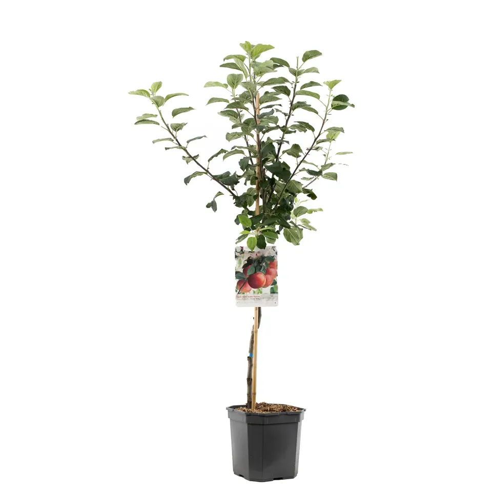 Malus domestica 'Zoete Ermgaard' appelboom hand-kookappel