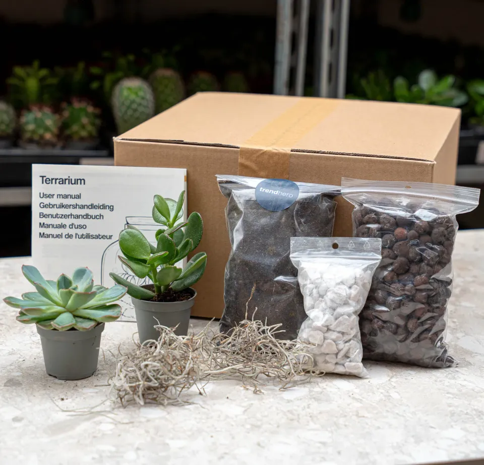 Urbanjungl Succulenten terrarium starterset 2 stuks S/M