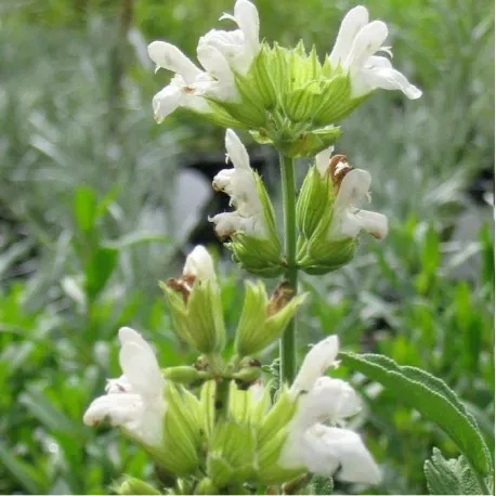 The Natural World Salvia albiflora salie P9 wit