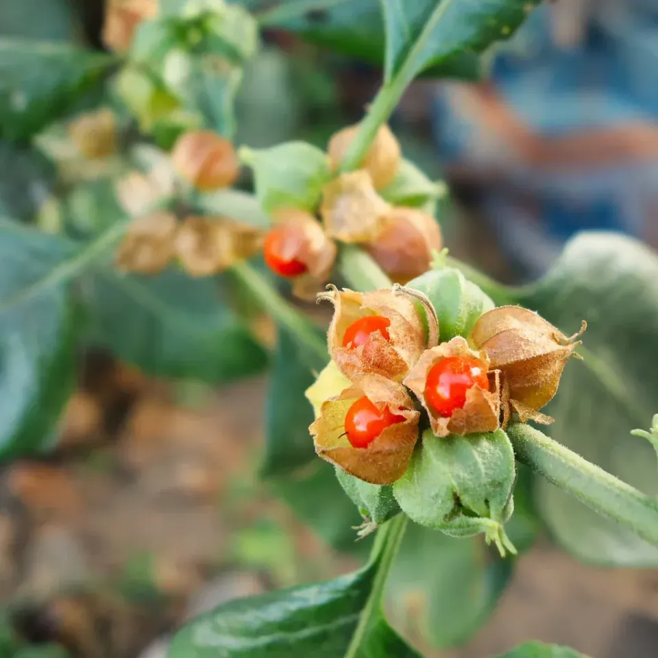 The Natural World Withania somnifera plant P9 eetbaar