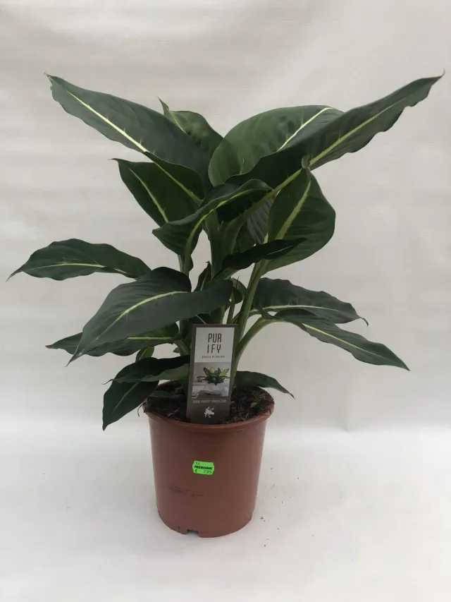Tuincentrum Heerdink Dieffenbachia Green Magic kamerplant 50 cm