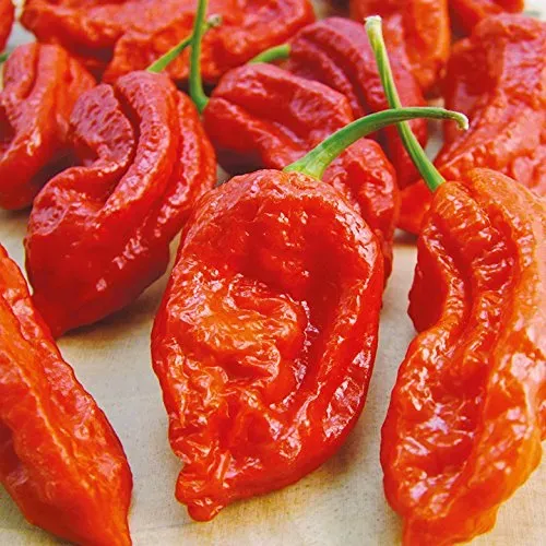 The Natural World Bhut Jolokia Red chiliplant superheet