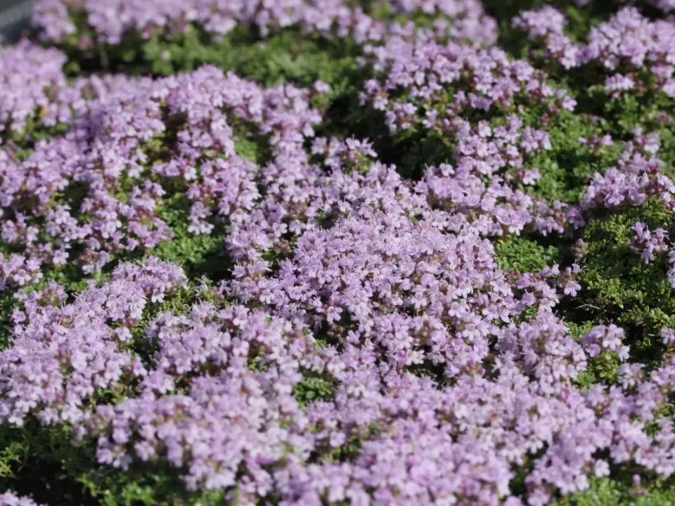 The Natural World Thymus x citriodorus Rasta tijmplant eetbaar