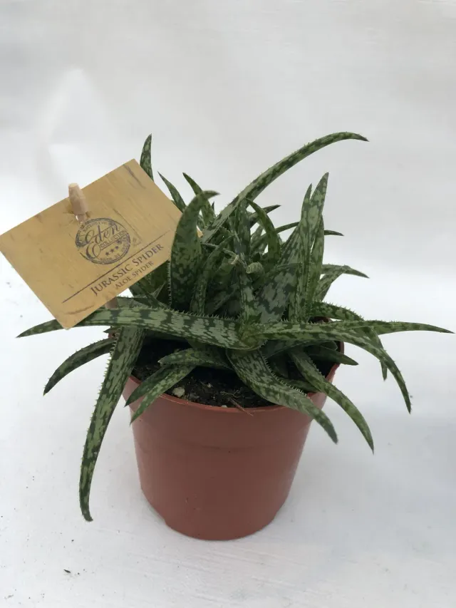 Tuincentrum Heerdink Aloe Spider vetplant groen