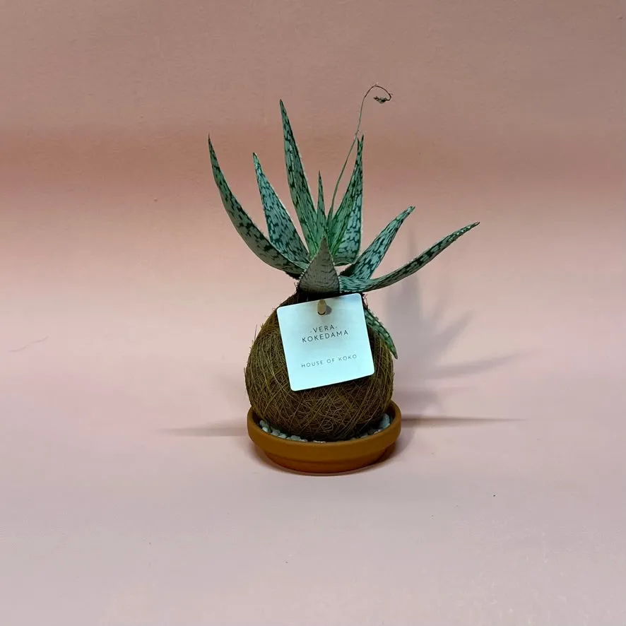 House of Koko Vera Wave kokedama zonder schaaltje