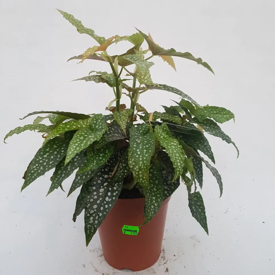 Tuincentrum Heerdink Begonia Hotspot kamerplant roze bloei