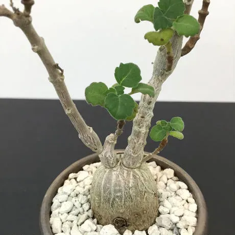 The Natural World Plectranthus ernstii vetplant P12 eetbaar