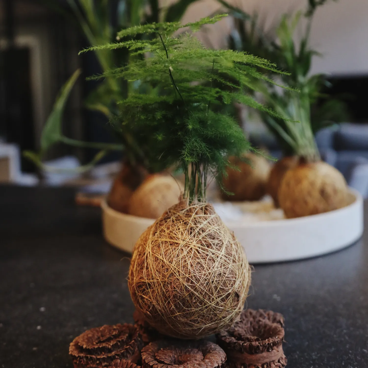 House of Koko Fluffy Duffy kokedama met schaaltje