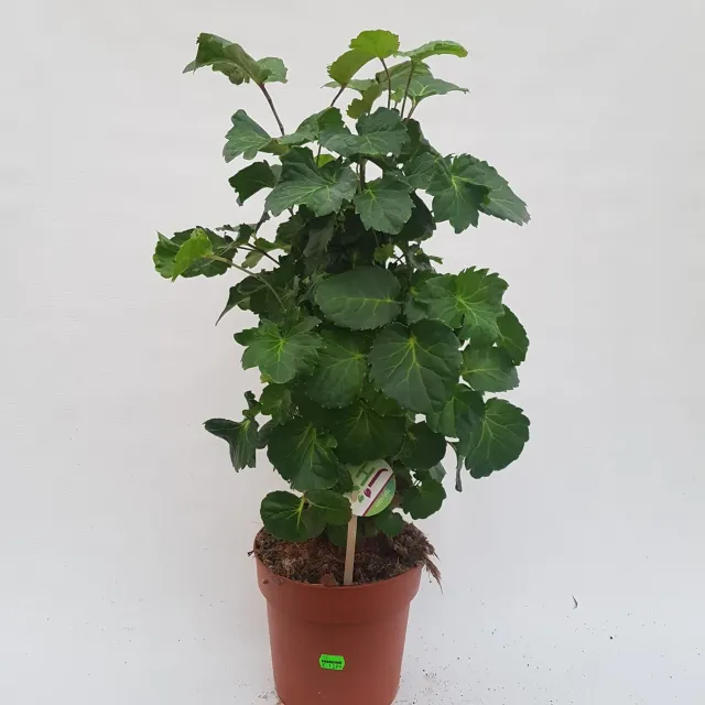 Tuincentrum Heerdink Polyscias scutellaria kamerplant 75 cm pot 19 donker