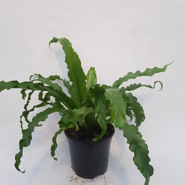 Tuincentrum Heerdink Asplenium Osaka nestvaren kamerplant