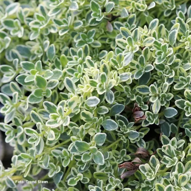 The Natural World Thymus vul. Hartington Silver tijmplant P9