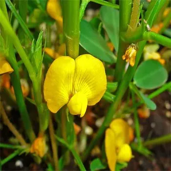 The Natural World Arachis hypogaea pindaplant eetbaar