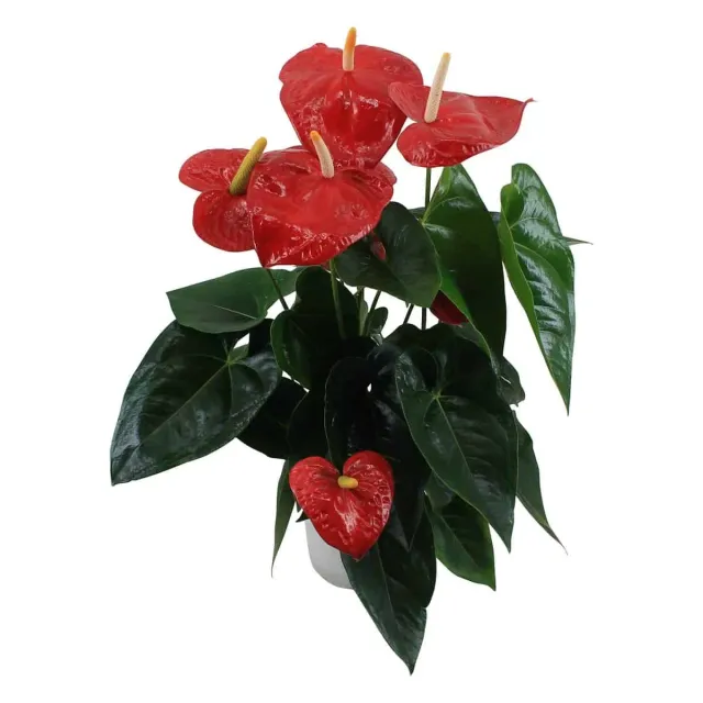 XL-Bloom YoungPlants XL.121 jonge plant Rinus Beeloo