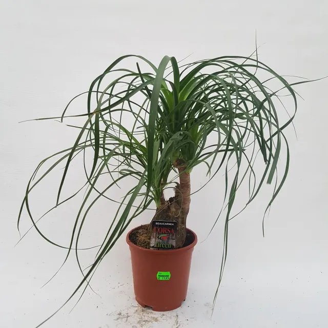 Tuincentrum Heerdink Beaucarnea recurvata olifantspoot 35 cm