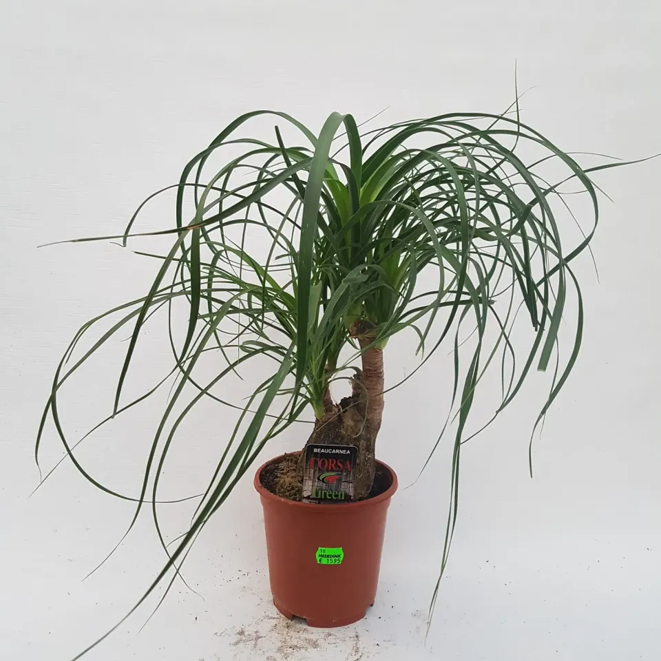 Tuincentrum Heerdink Beaucarnea recurvata olifantspoot 35 cm