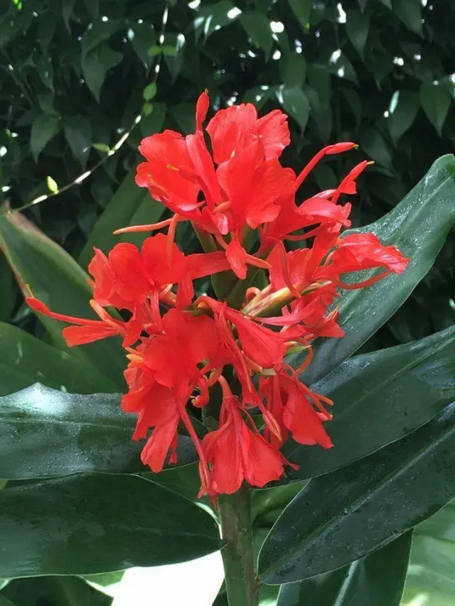 The Natural World Hedychium rubrum gemberlelie rood